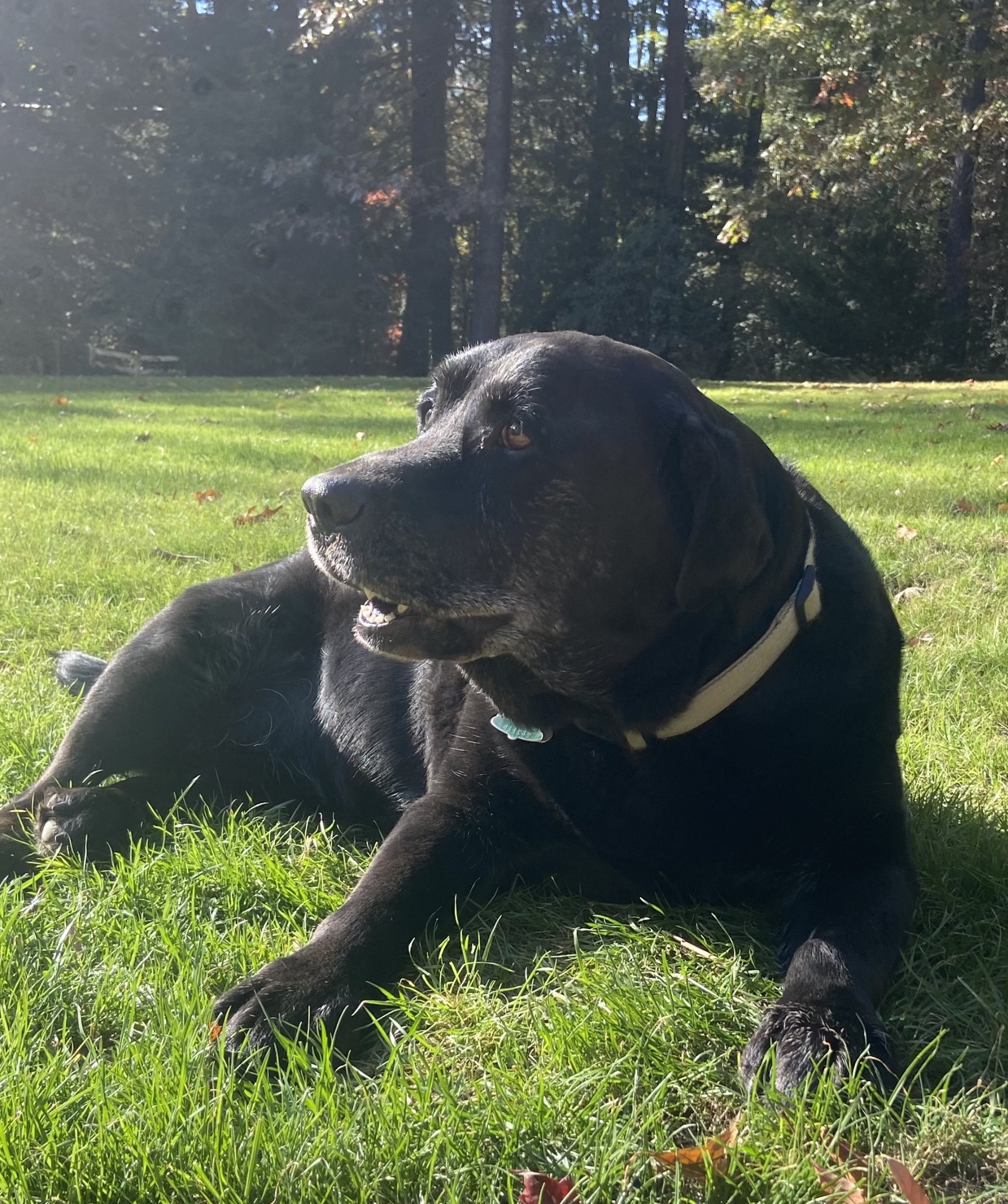 Scout, a 12-year-old black Labrador, the dog behind Wellhound